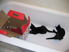 Tub Panthers